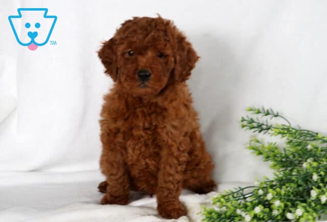 Scotty Mini Goldendoodle image