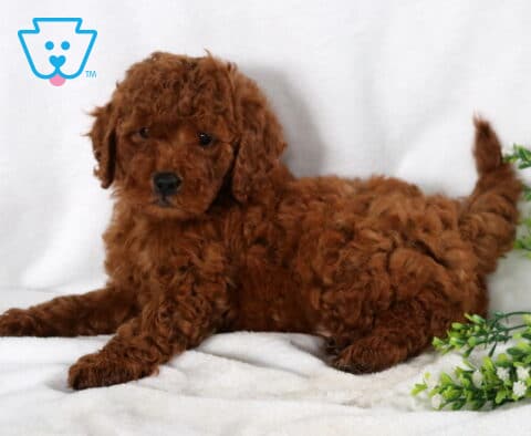 Scotty Mini Goldendoodle2