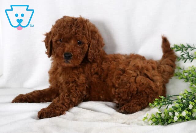 Scotty Mini Goldendoodle2 image