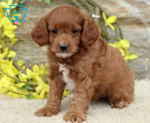 Scout Cavapoo
