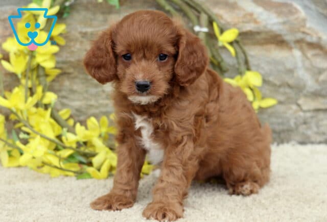Scout Cavapoo image