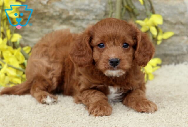 Scout Cavapoo2 image