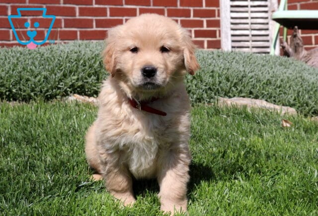 Scrappy Golden image