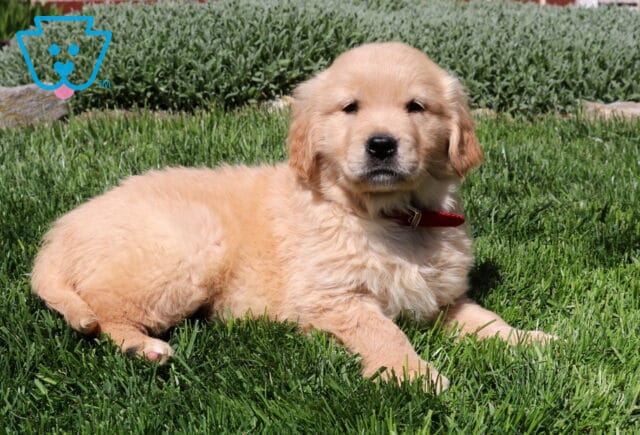 Scrappy Golden2 image