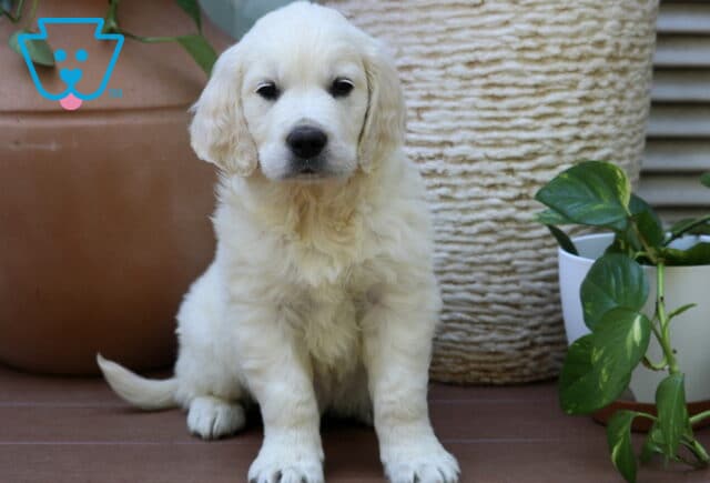 Sebastian Golden image