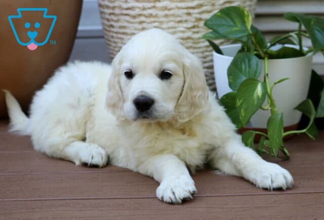 Sebastian Golden2 image