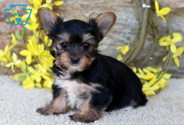 Adorable Yorkshire Terrier puppy with a glossy black and tan coat sitting sweetly on a soft carpet, featuring bright curious eyes and perfectly upright ears, posed in front of a rustic stone wall accented with vibrant yellow florals image