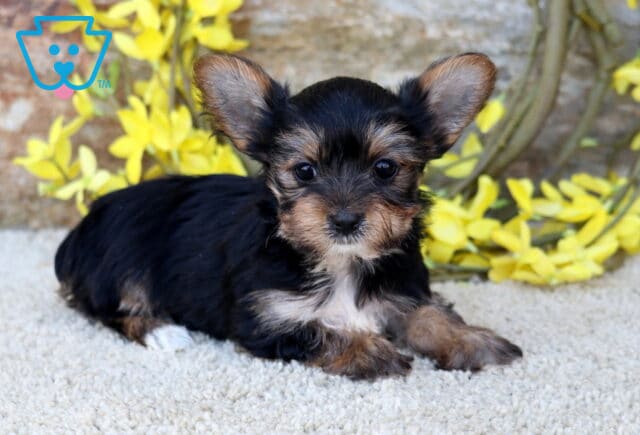Adorable Yorkshire Terrier puppy with a silky black and tan coat lying sweetly on a soft carpet, featuring bright, expressive eyes and large upright ears, posed in front of a rustic stone backdrop accented with cheerful yellow florals image