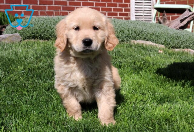 Shammrock Goldens image