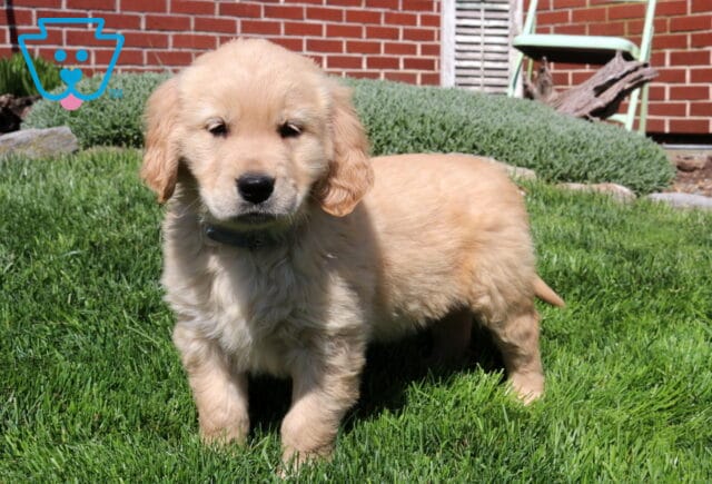 Shammrock Goldens2 image