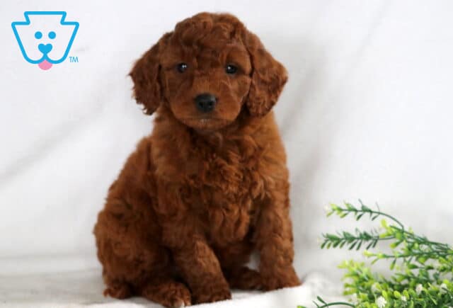 Shay Mini Goldendoodle image
