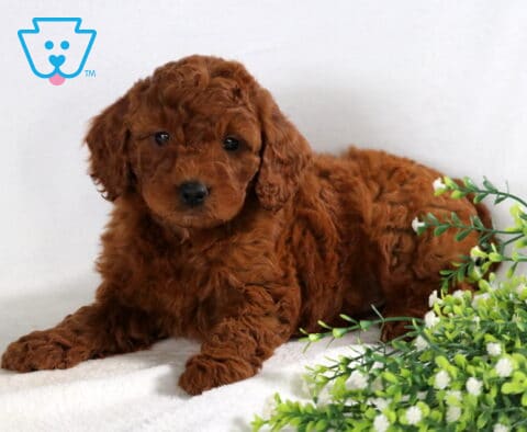 Shay Mini Goldendoodle2