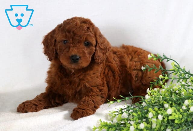 Shay Mini Goldendoodle2 image