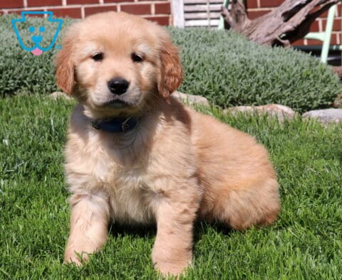 Shilo Goldens2