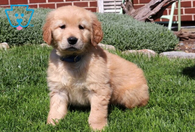 Shilo Goldens2 image