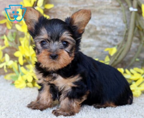 Shorty Yorkie