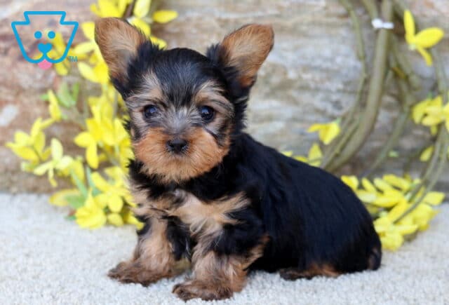 Shorty Yorkie image