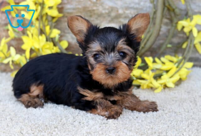 Shorty Yorkie2 image