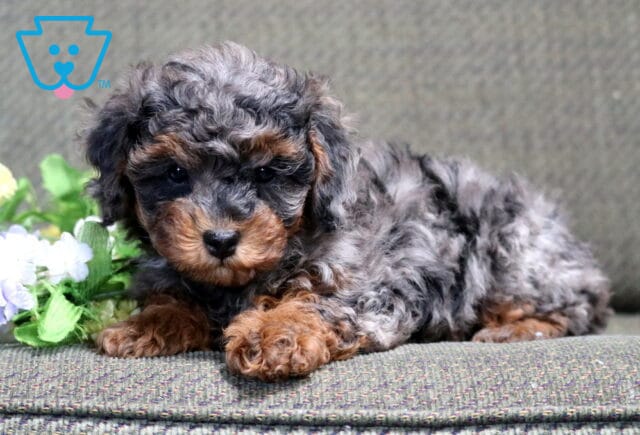 Sid Mini Poodle image