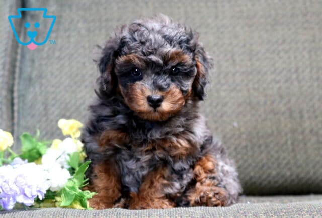 Sid Mini Poodle2 image