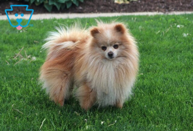 Sid Pomeranian Aaron Stoltzfus image