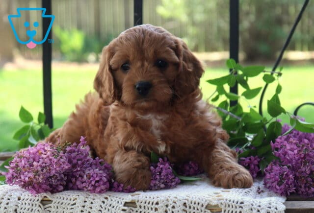 Sierra Cavapo2 image