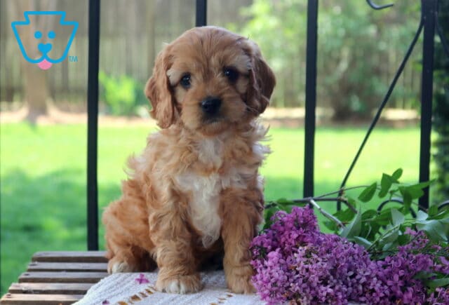 Simon Cavapoo image