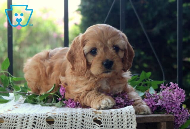 Simon Cavapoo2 image