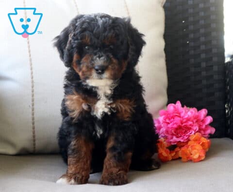 Simon Mini Bernedoodle