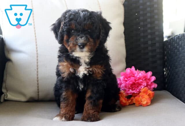 Simon Mini Bernedoodle image