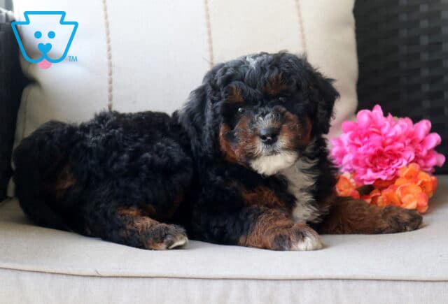 Simon Mini Bernedoodle2 image