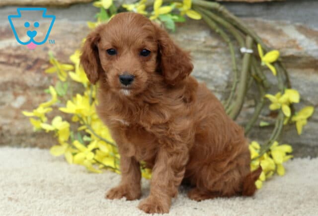 Sky Cavapoo image