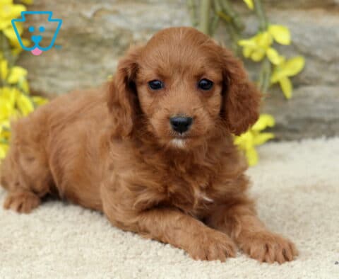 Sky Cavapoo2