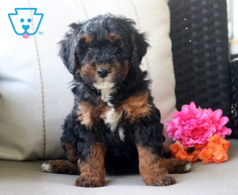 Sky Mini Bernedoodle