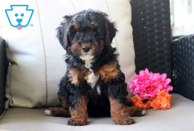 Sky Mini Bernedoodle image