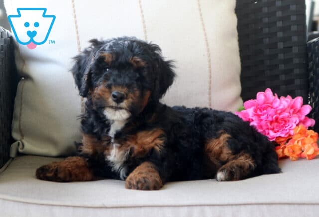 Sky Mini Bernedoodle2 image