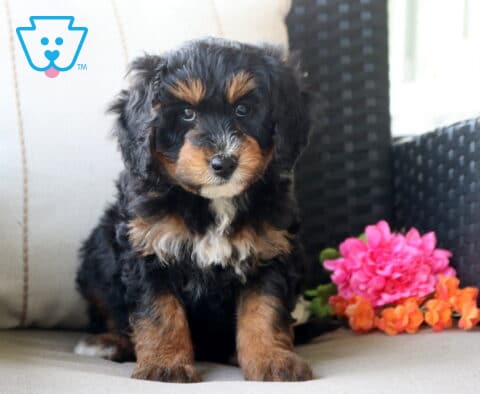 Slinky Mini Bernedoodle