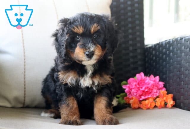 Slinky Mini Bernedoodle image