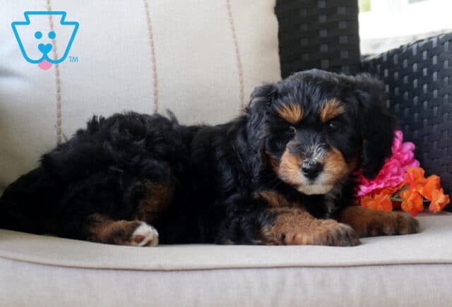 Slinky Mini Bernedoodle2 image