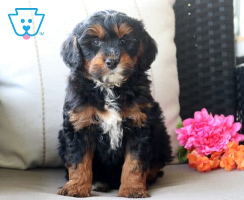 Smokey Mini Bernedoodle