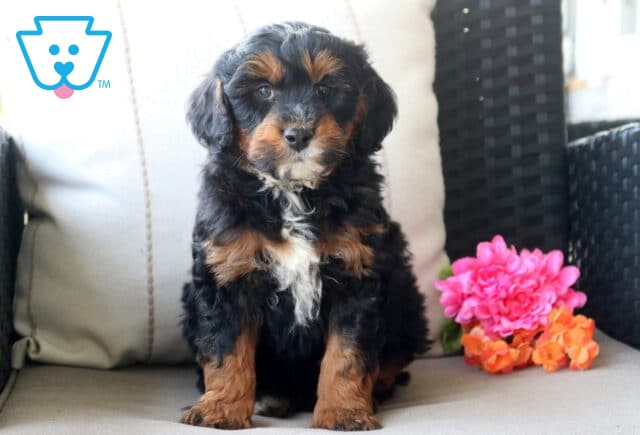 Smokey Mini Bernedoodle image