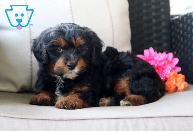 Smokey Mini Bernedoodle2 image