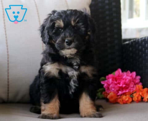 Smores Mini Bernedoodle