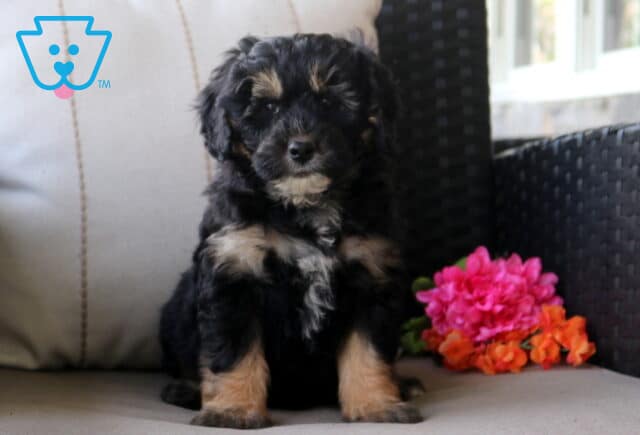 Smores Mini Bernedoodle image