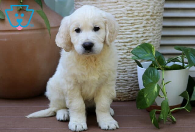 Sneakers Golden image