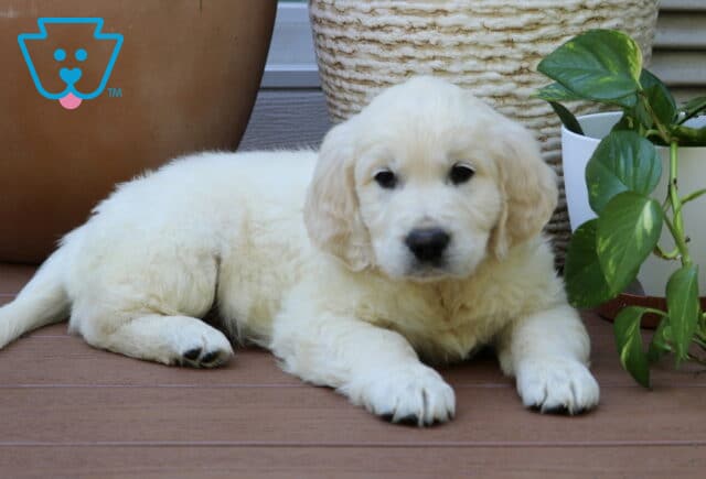 Sneakers Golden2 image