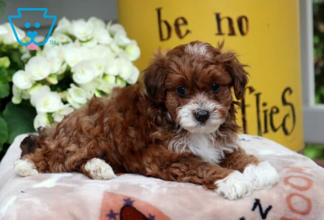 Socks Yorkiepoo image