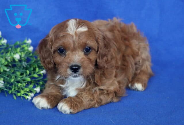 Solly Cavapoo image