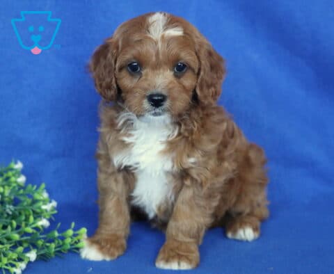 Solly Cavapoo2