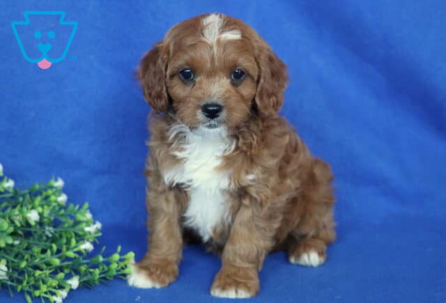Solly Cavapoo2 image